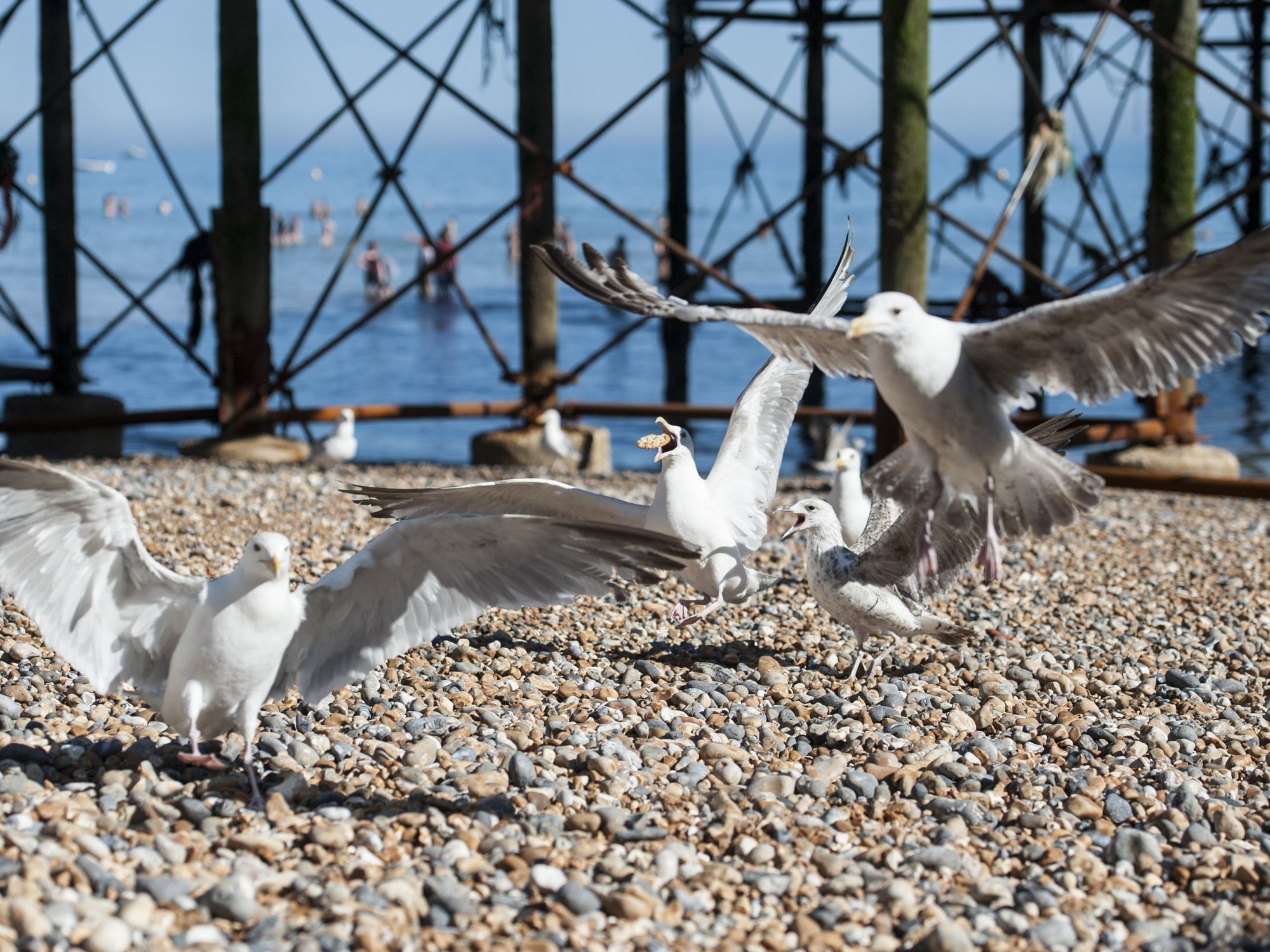 Seagulls on the beach