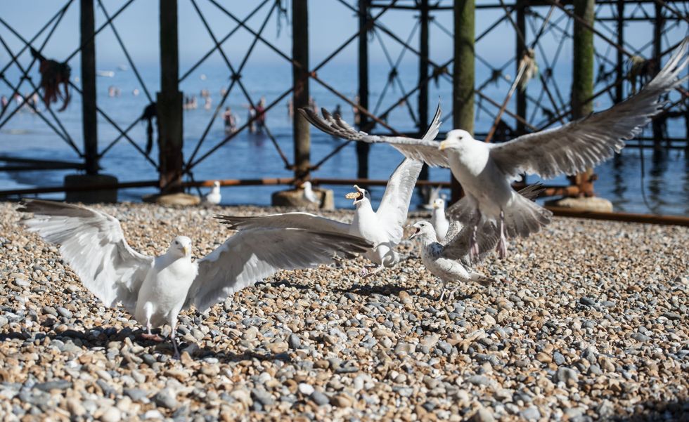 Seagulls on the beach