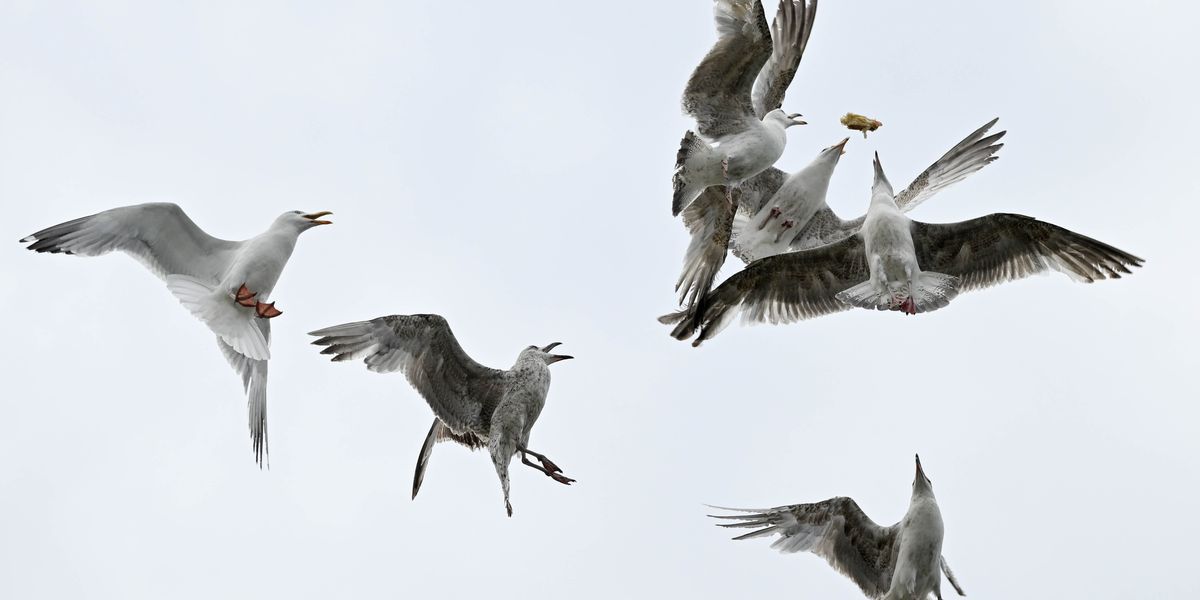 NextImg:UK landlocked town invaded by ‘apocalyptic' swarm of 3,000 seagulls