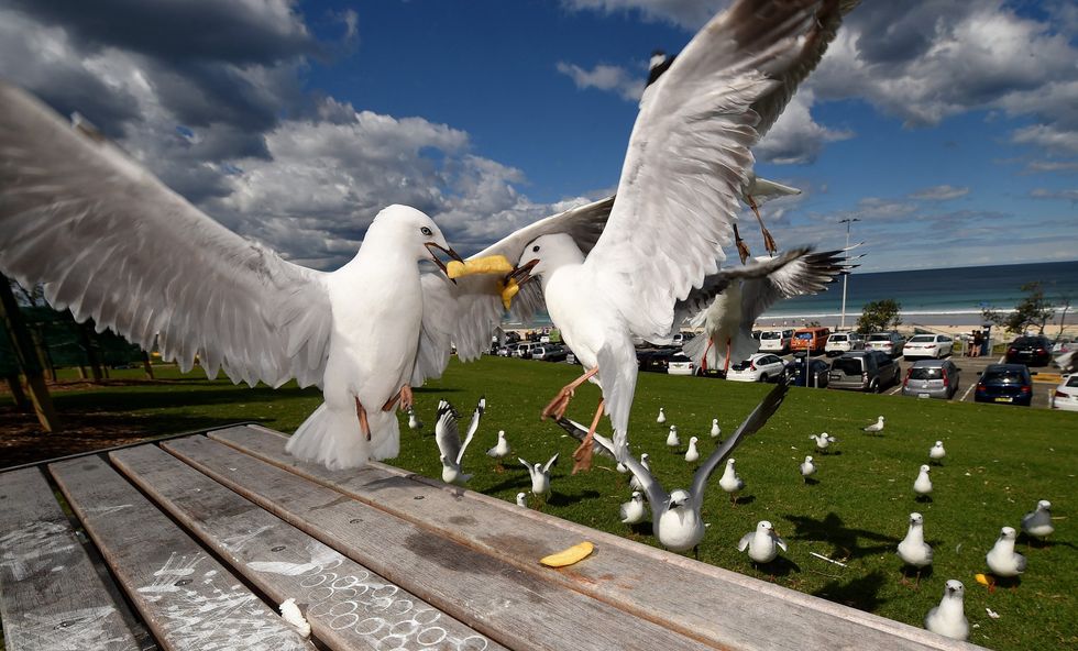 Seagulls