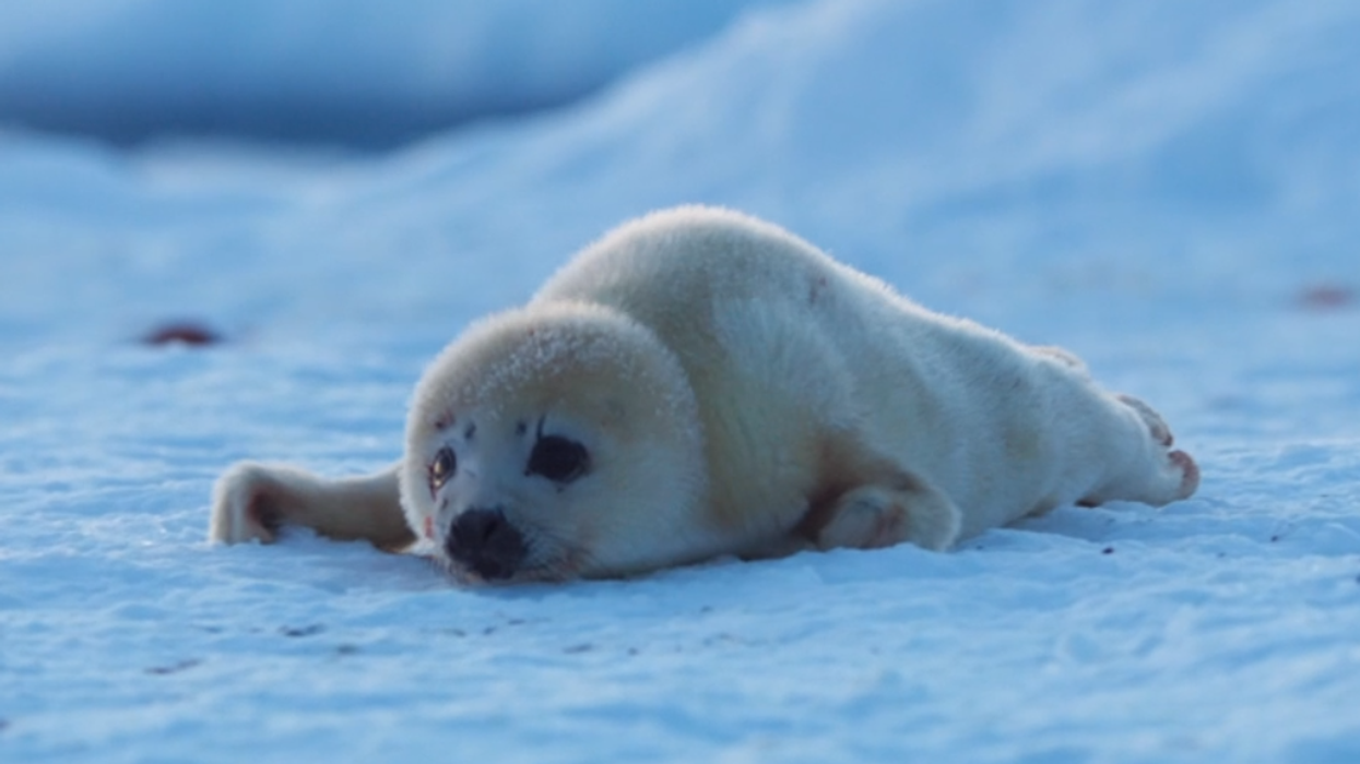 Seal pup