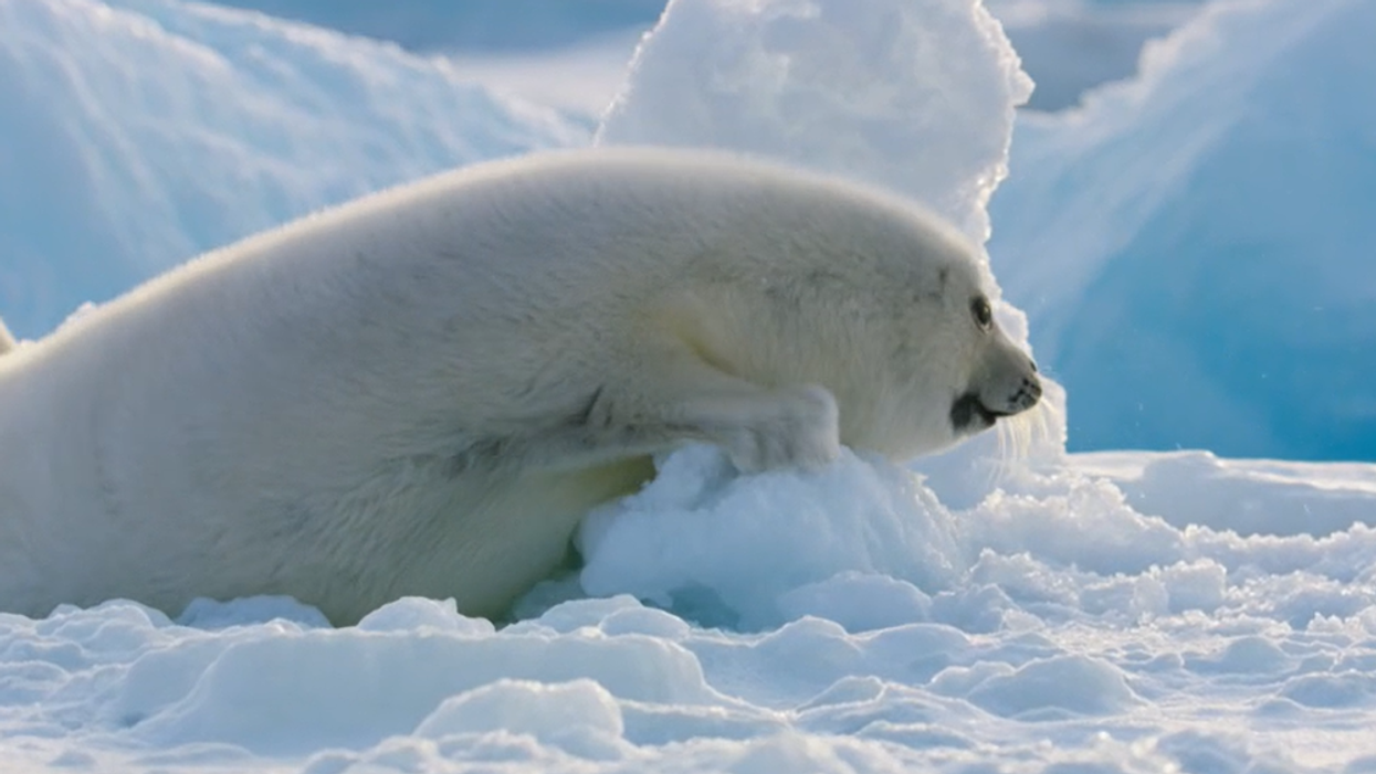 Seal pup