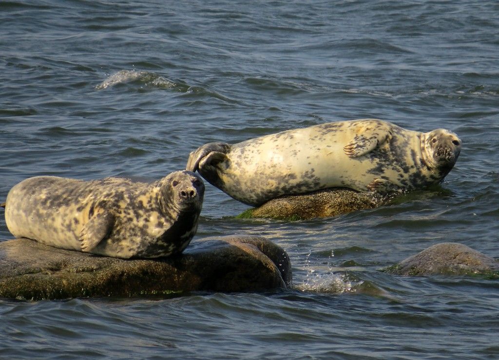 Seals
