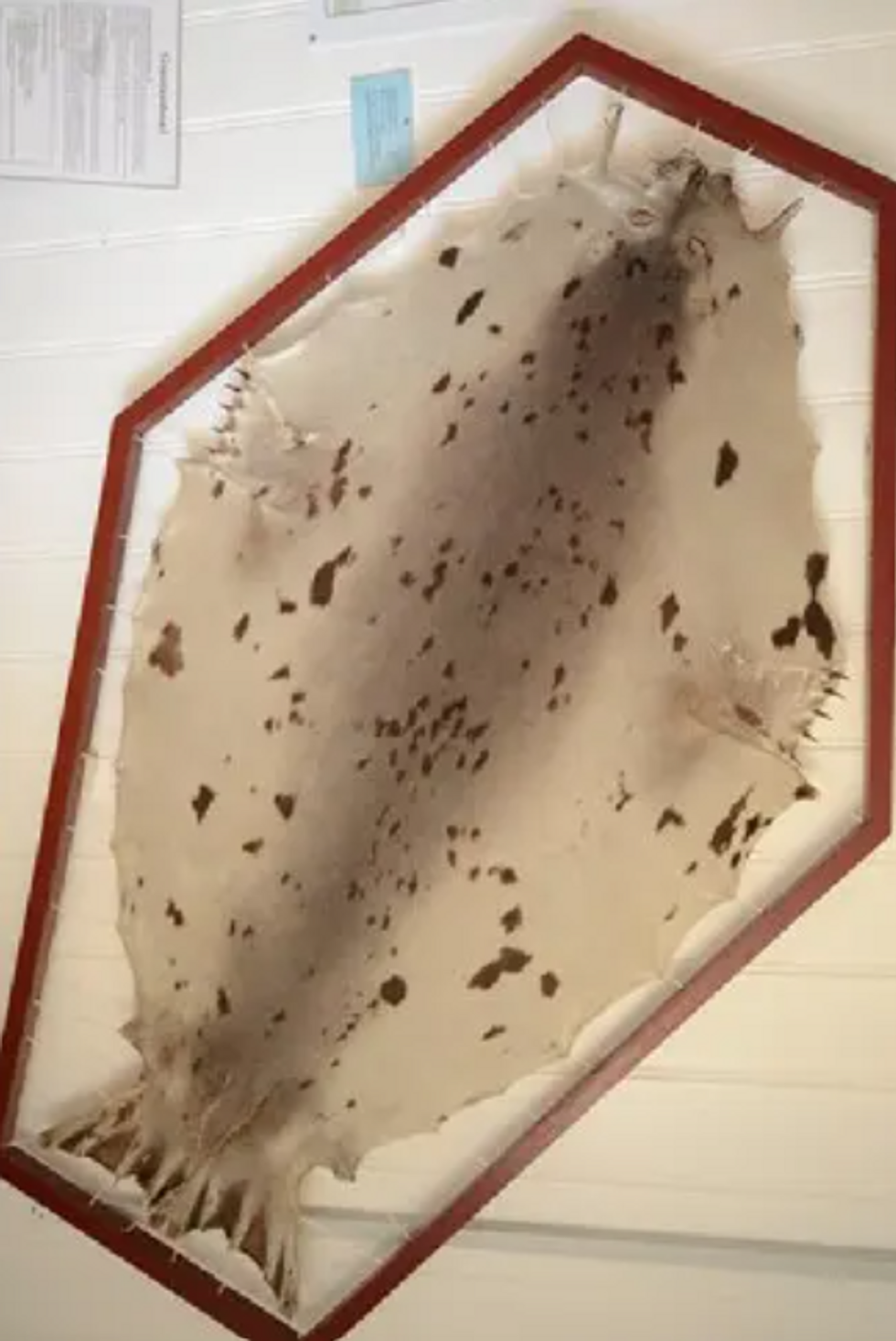Sealskin