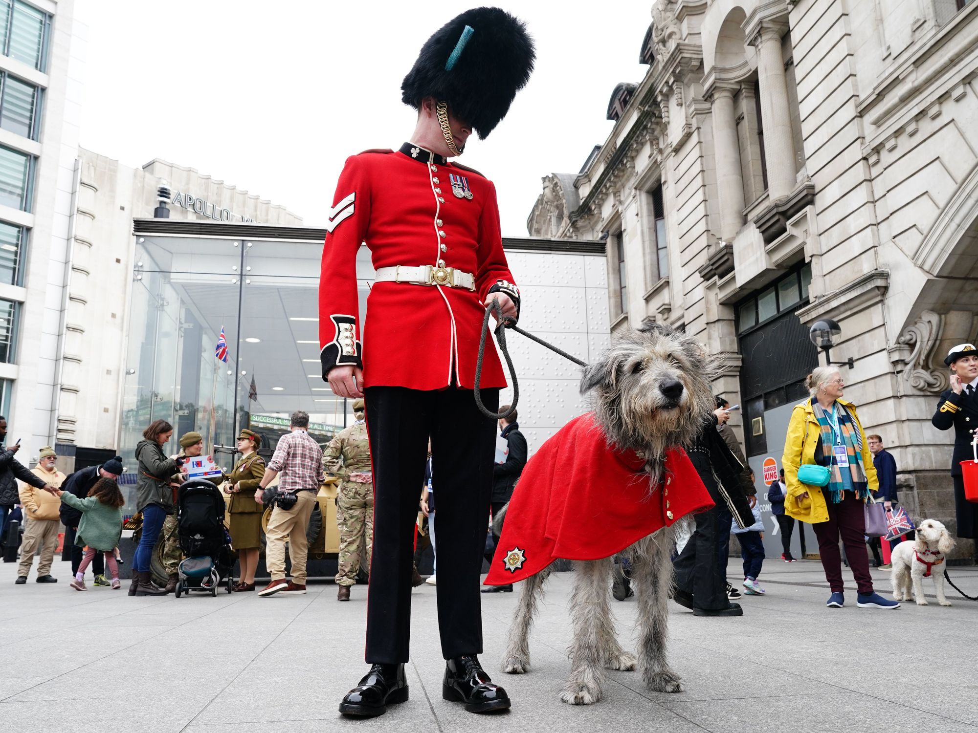 Seamus, the Irish Guards mascot