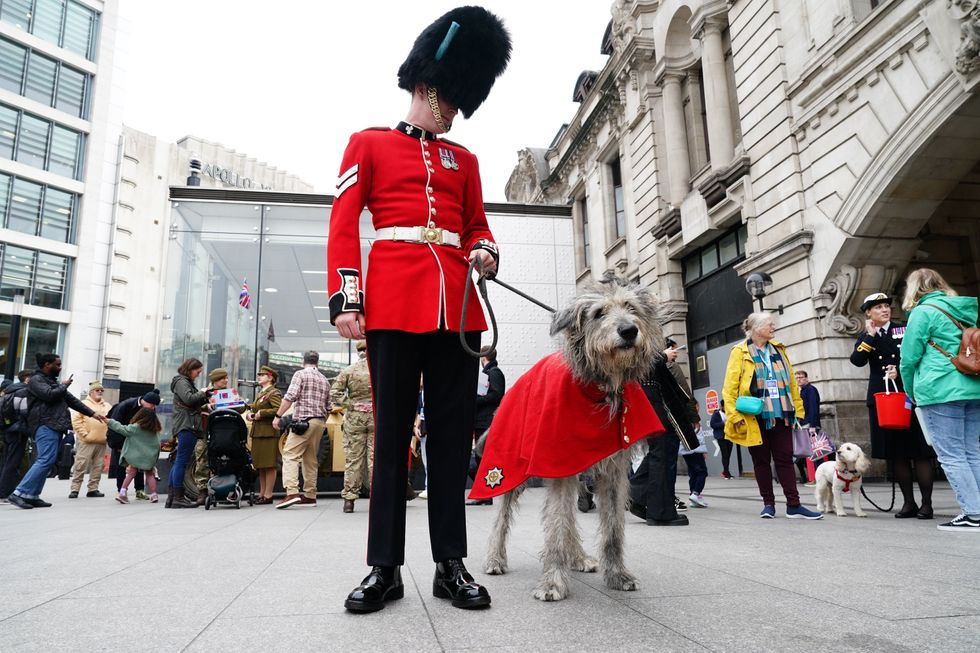 Seamus, the Irish Guards mascot