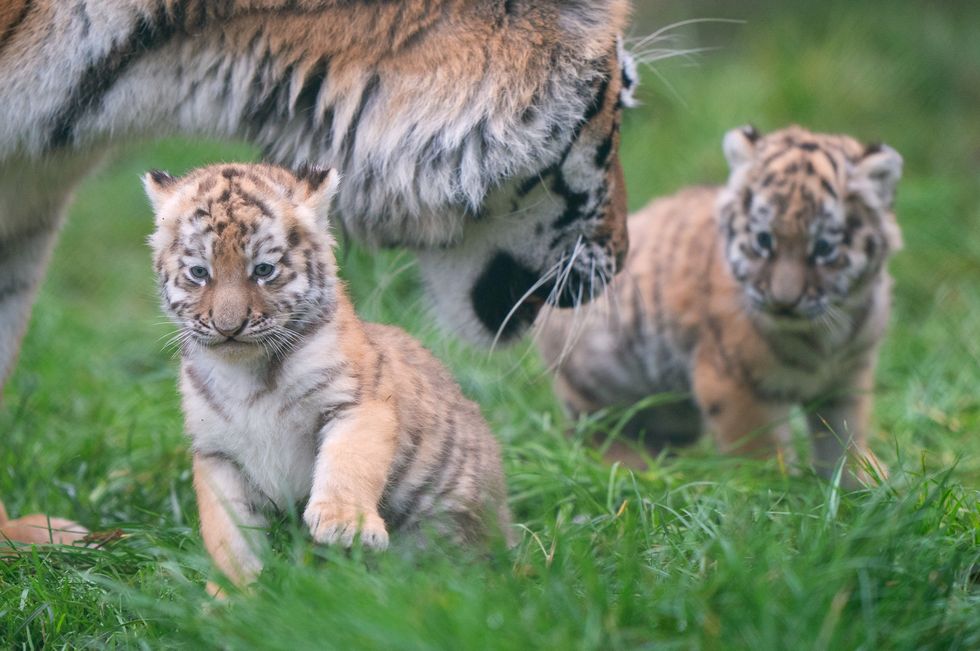 Seven-week-old Amur tiger cubs begin to explore their enclosure with first time mum Mishka at Banham Zoo in Norfolk. The endangered cubs were born to parents Kuzma and Mishka following a successful genetically matched conservation programme pairing. Picture date: Wednesday November 24, 2021.
