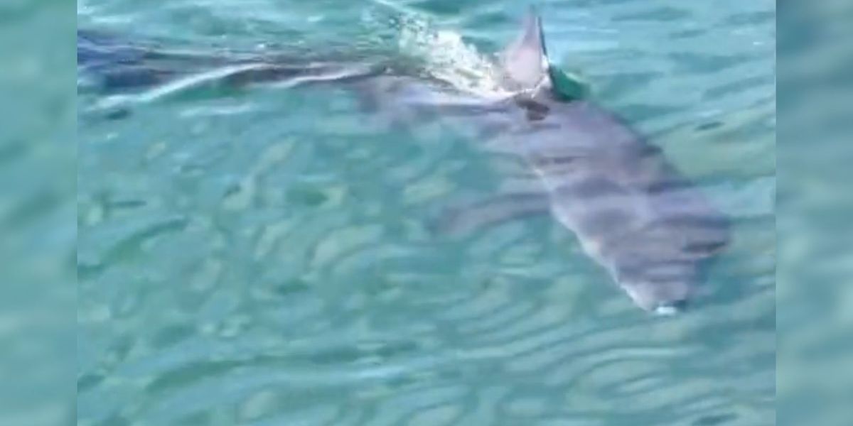 NextImg:10ft shark spotted in British harbour waters as onlooker left horrified