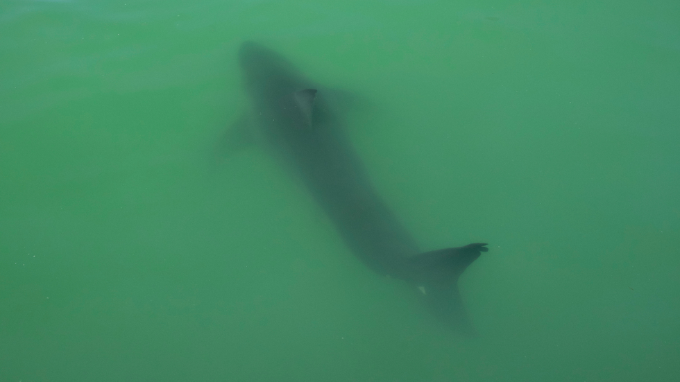 Shark in water
