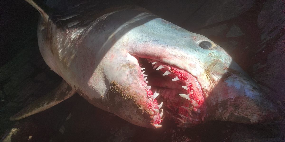 NextImg:Seven-foot shark with blood dripping from its jaws washes up on Spanish beach