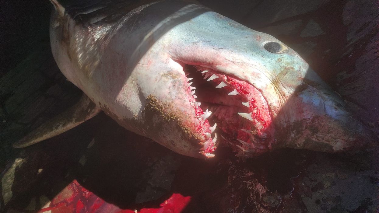 Shark on Spanish beach