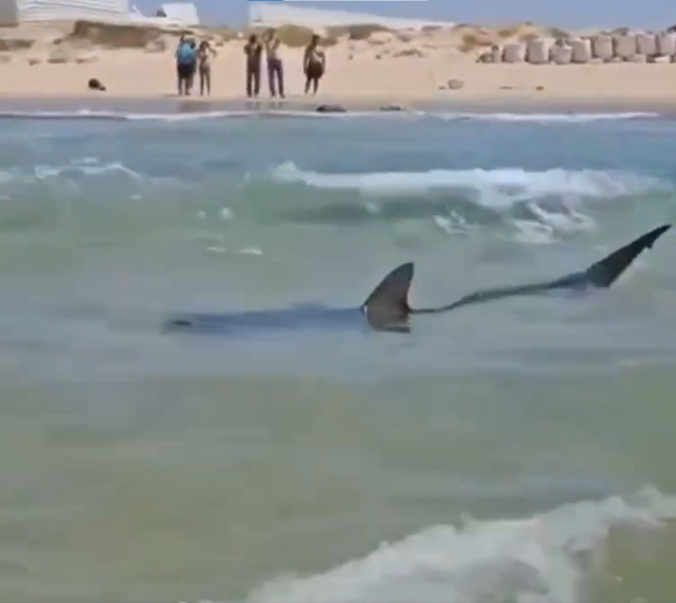 Shark sighting Israel