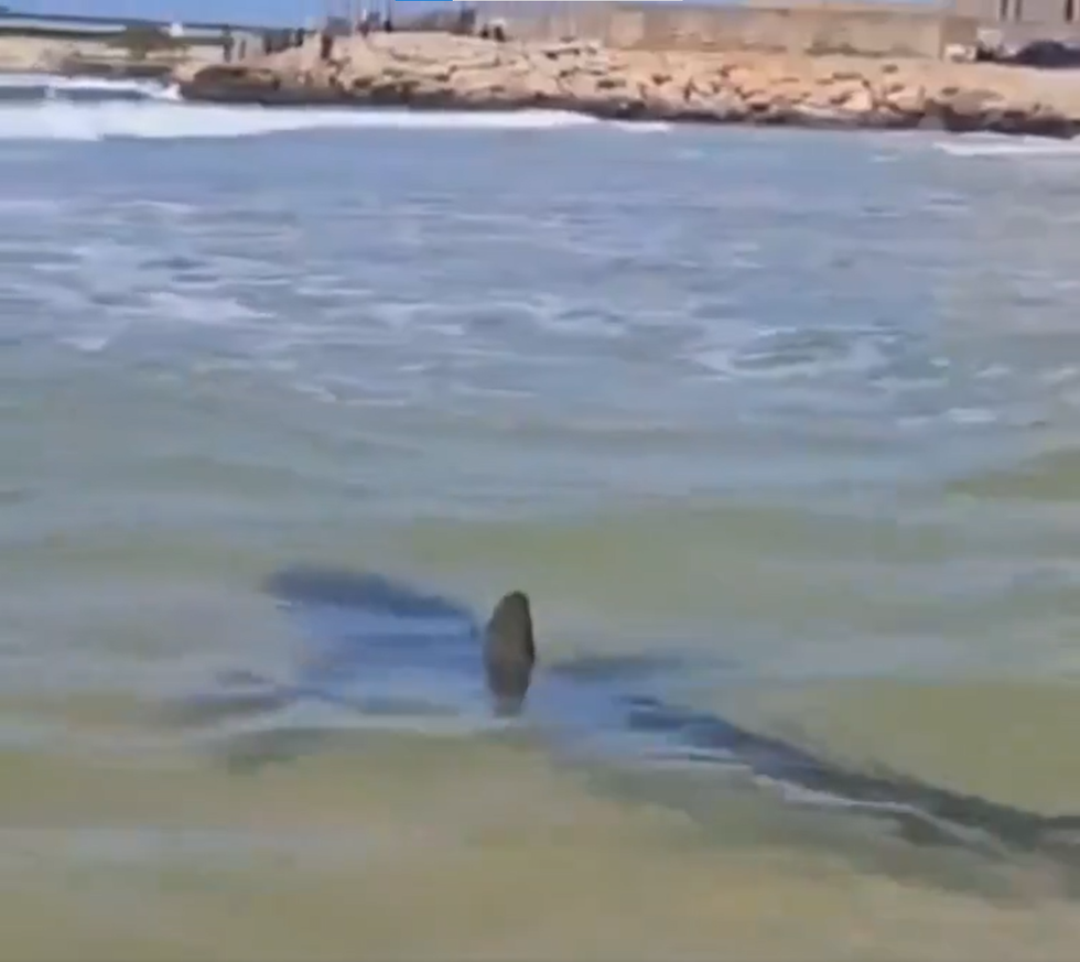 Shark sighting Israel