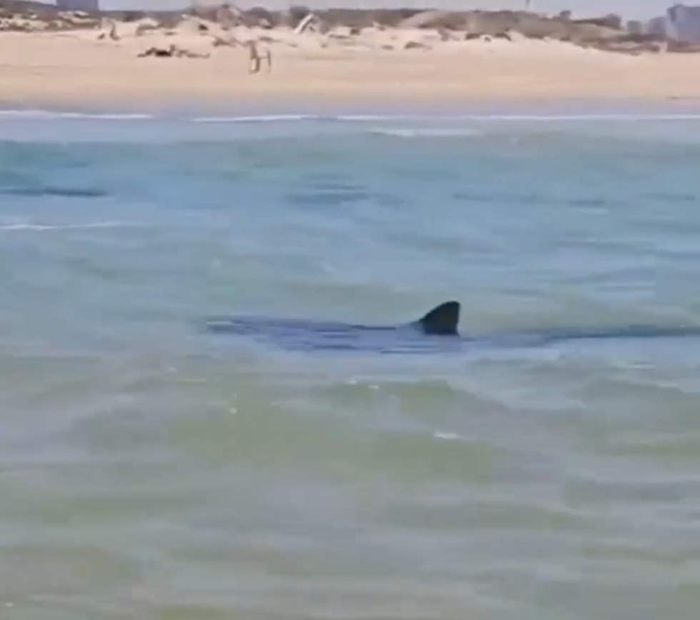 Shark sighting Israel
