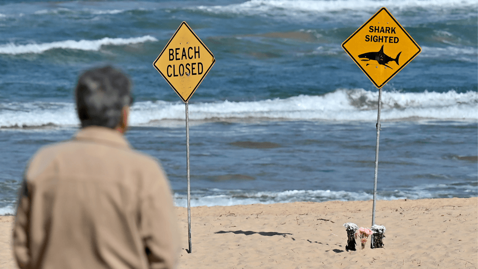 Shark warning signs on Sydney beach