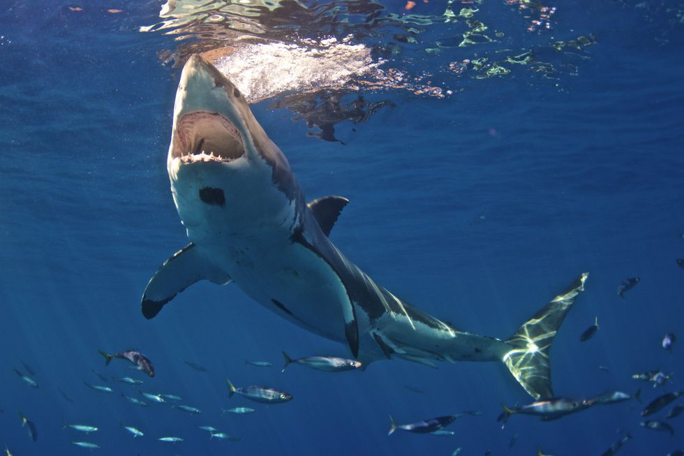Shark
