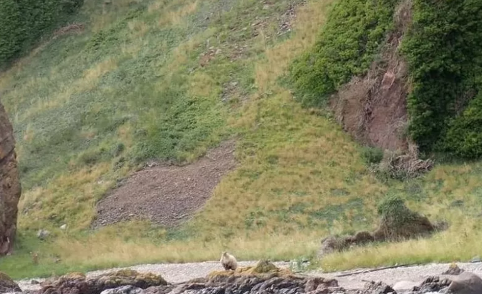 Sheep alone on the beach