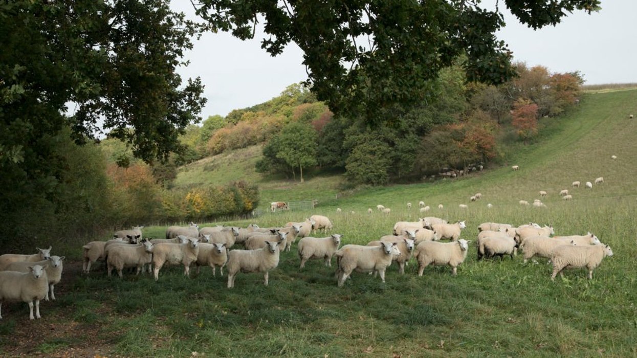 Sheep farming is under threat