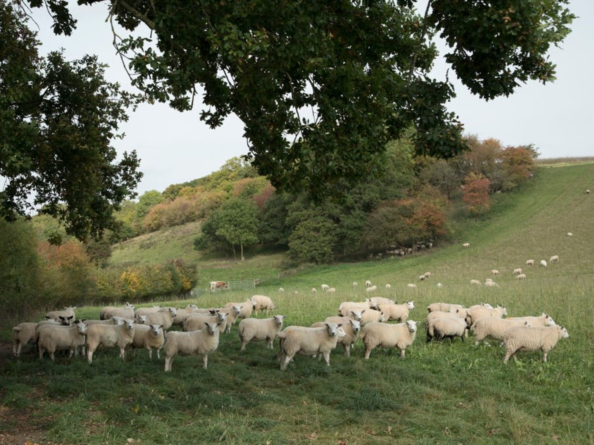 Sheep farming is under threat
