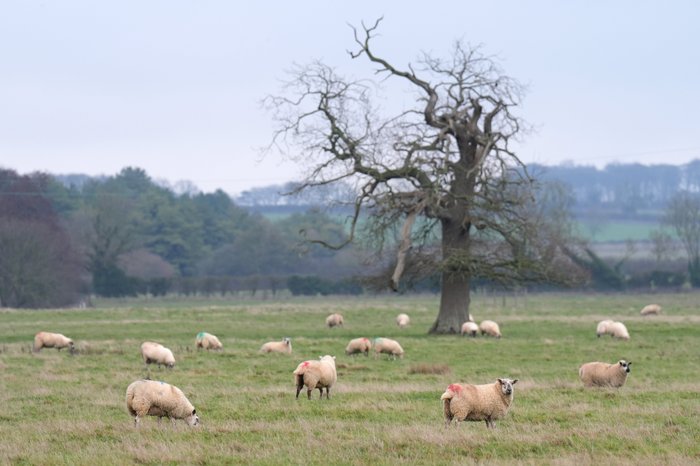 Sheep in a field
