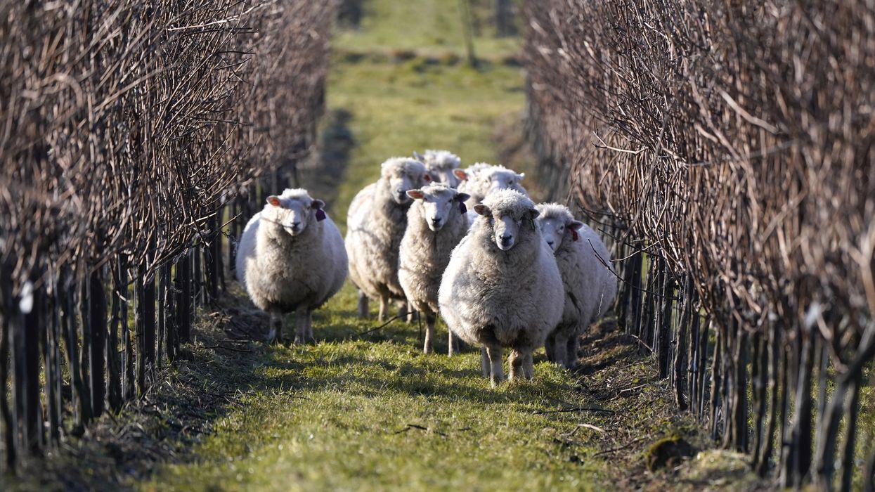 Sheep in field