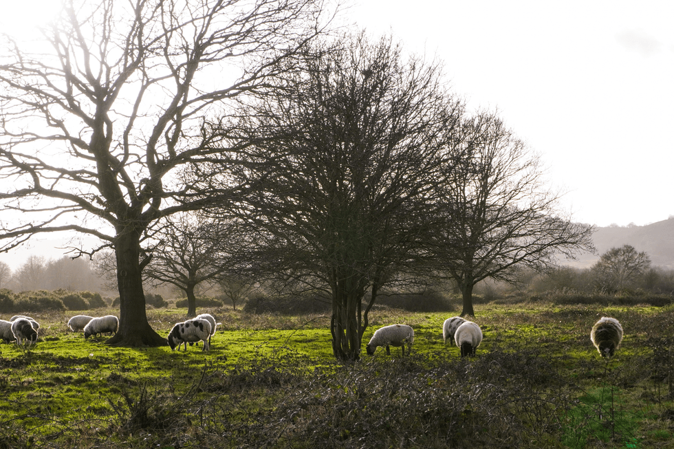Sheep in the Malvern Hills
