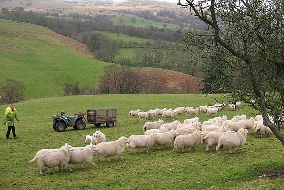 Sheep on a farm