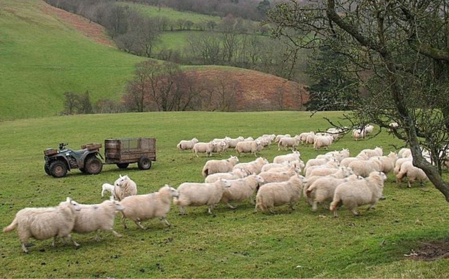 Sheep on a farm