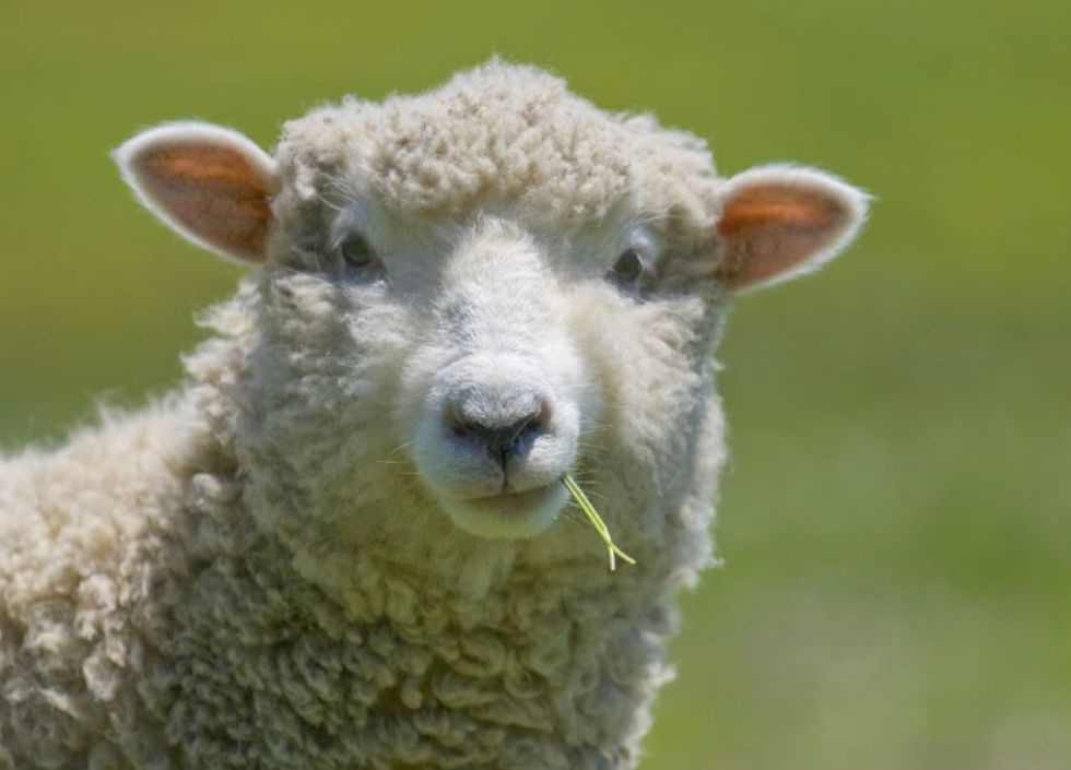Sheep stock photo