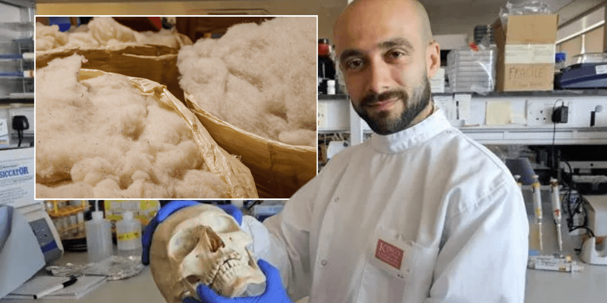 Scientists at UK university turn sheep wool into bone-healing material in ‘major milestone’ Scientists at UK university turn sheep wool into bone-healing material in ‘major milestone’