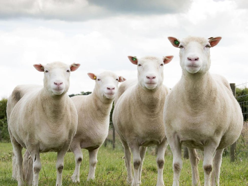 Sheep