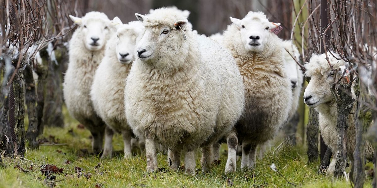 Farmer reported to RSPCA for moving own sheep between fields