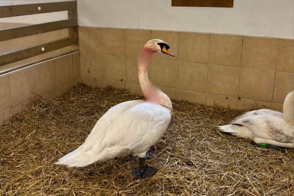 Shepperton\u2019s Swan Sanctuary has also claimed around 20 birds in its care have sustained catapult injuries.