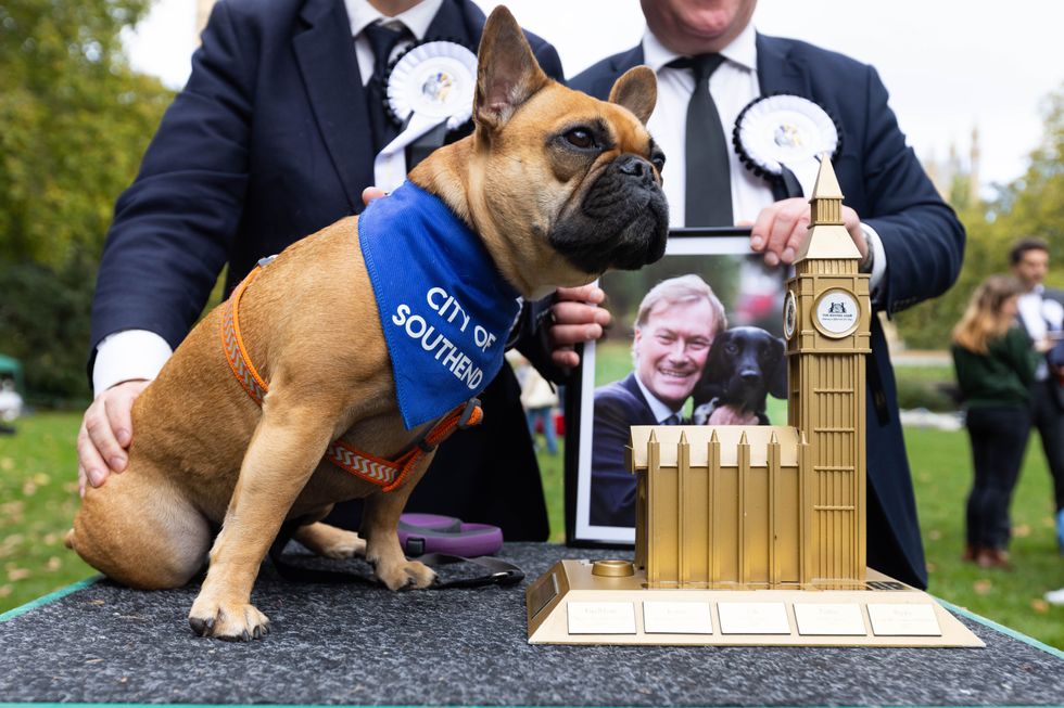 Sir David Amess' French Bulldog Vivienne is announced as the winner of the Westminster Dog of the Year competition