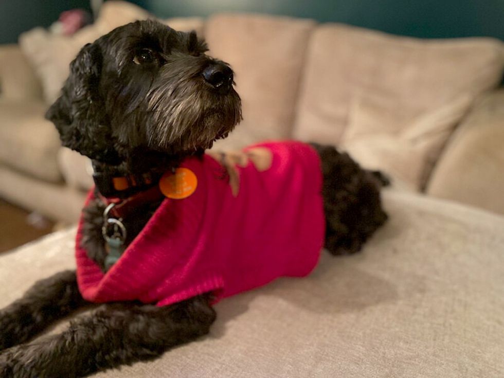 Six-year-old Cockapoo Lola, who was found by The Mumbles RNLI volunteer lifeboat crew\u200b