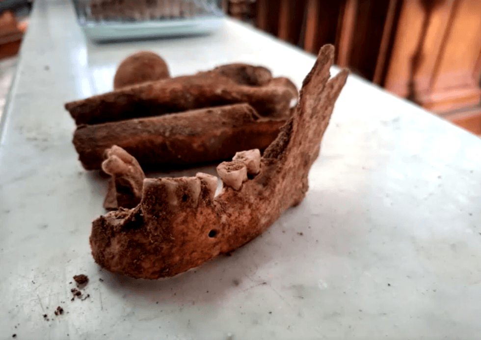 skeleton jaw believed to be D'Artagnan