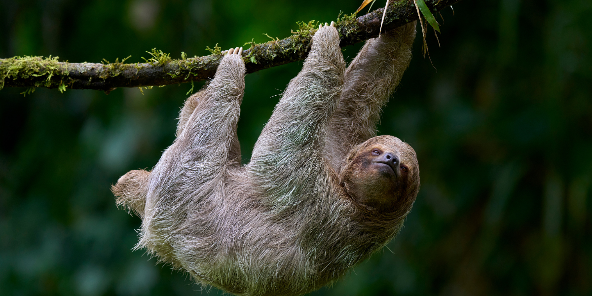 Lethal 'lesser-known sloth virus' identified in Britain for first time as international cases surge