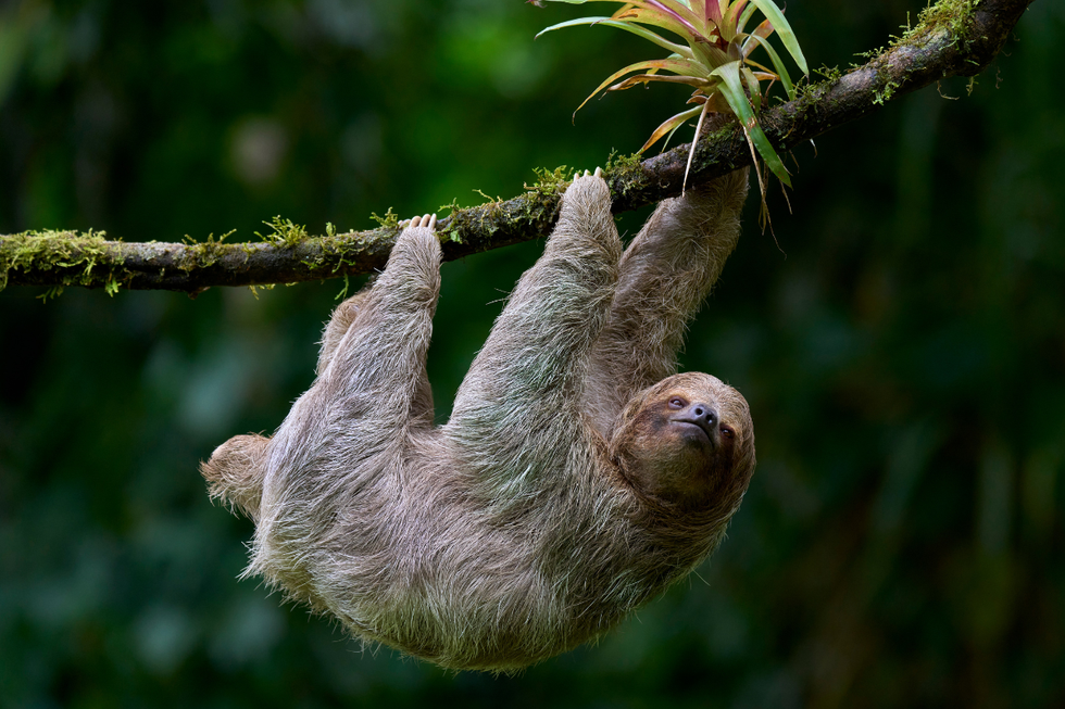 Sloth