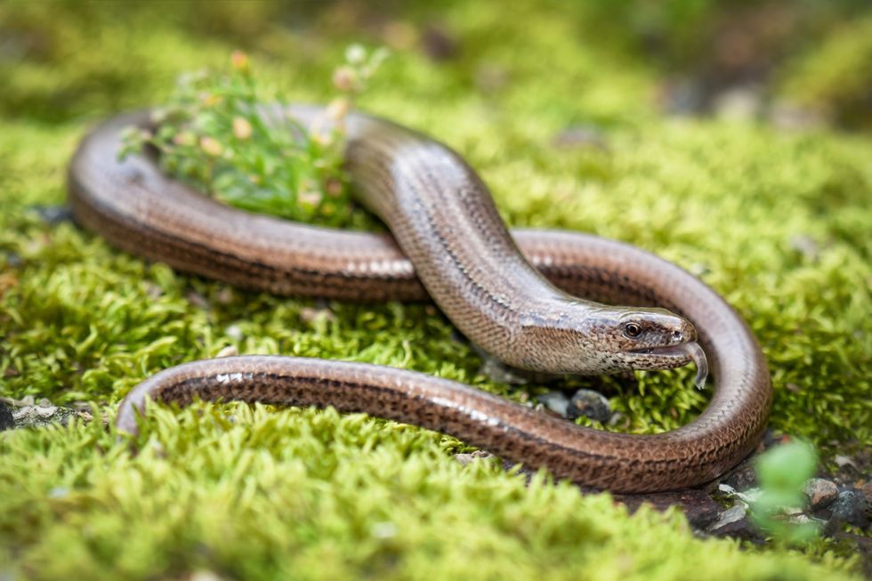 Slow worm (file pic)\u200b