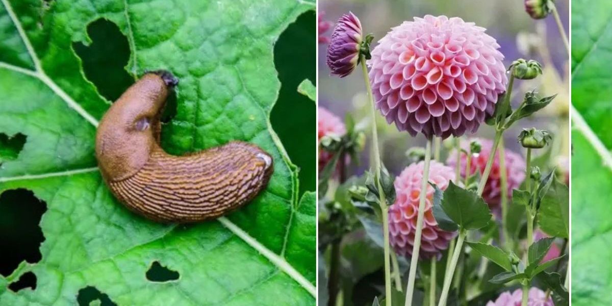 NextImg:Gardener shares 'easy and effective' slug deterrent as UK braces for emergence of 'particularly hungry' pests