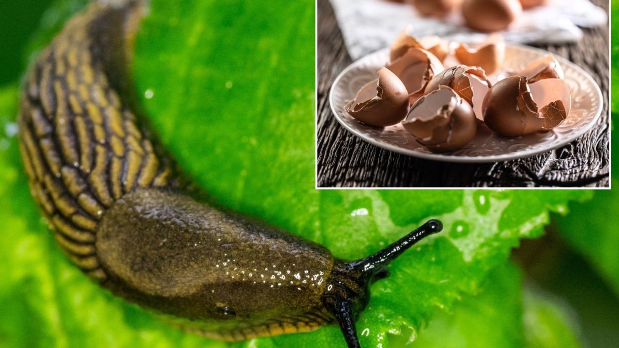 Slug / Broken eggshells