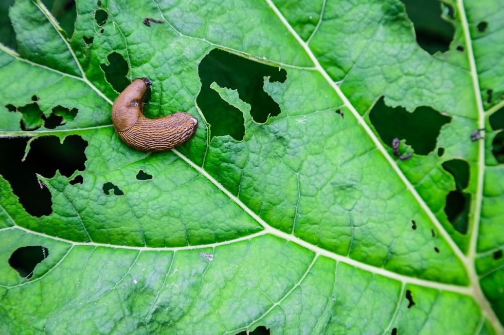 Slug eating leaves