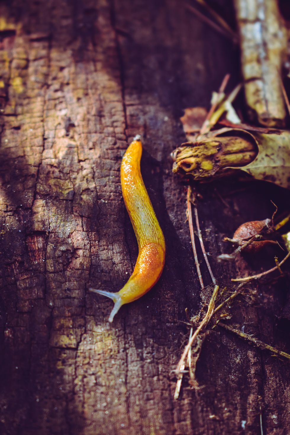 Slug on bark