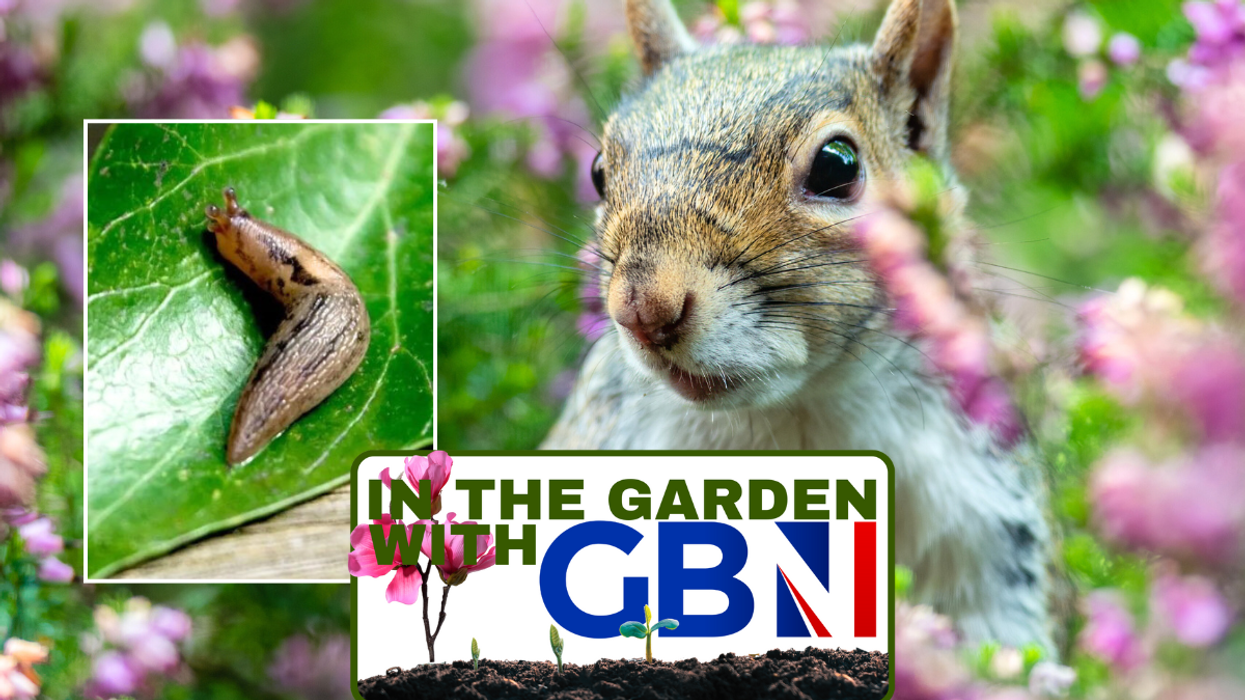 Slug / squirrel in garden