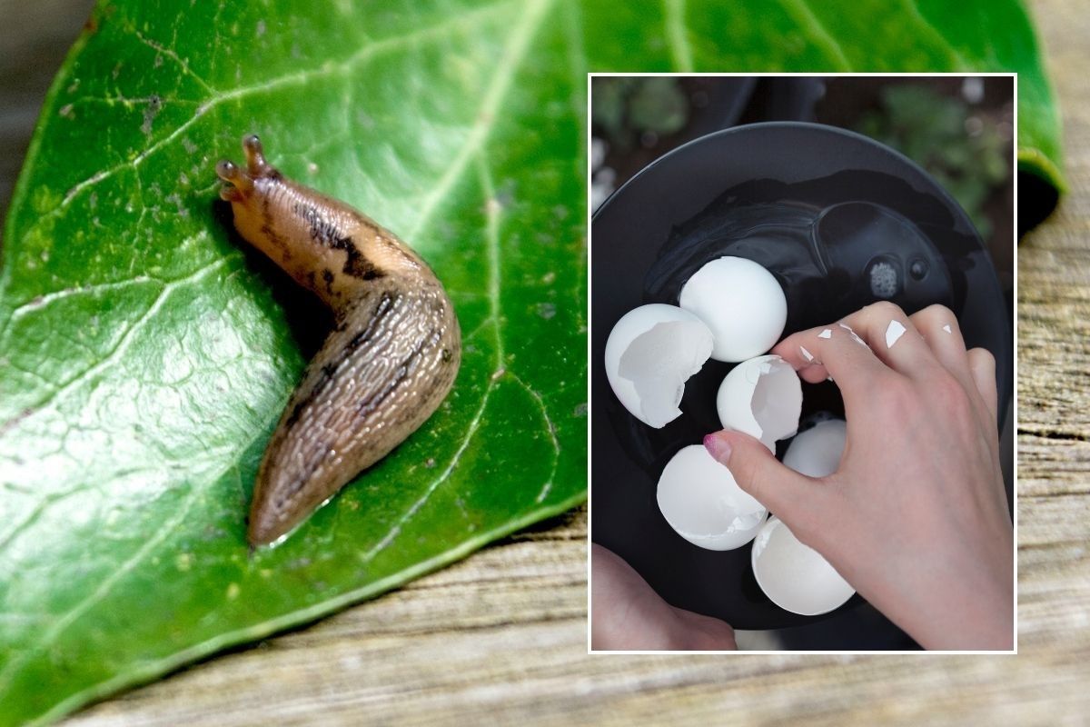slugs and crushed egg shells