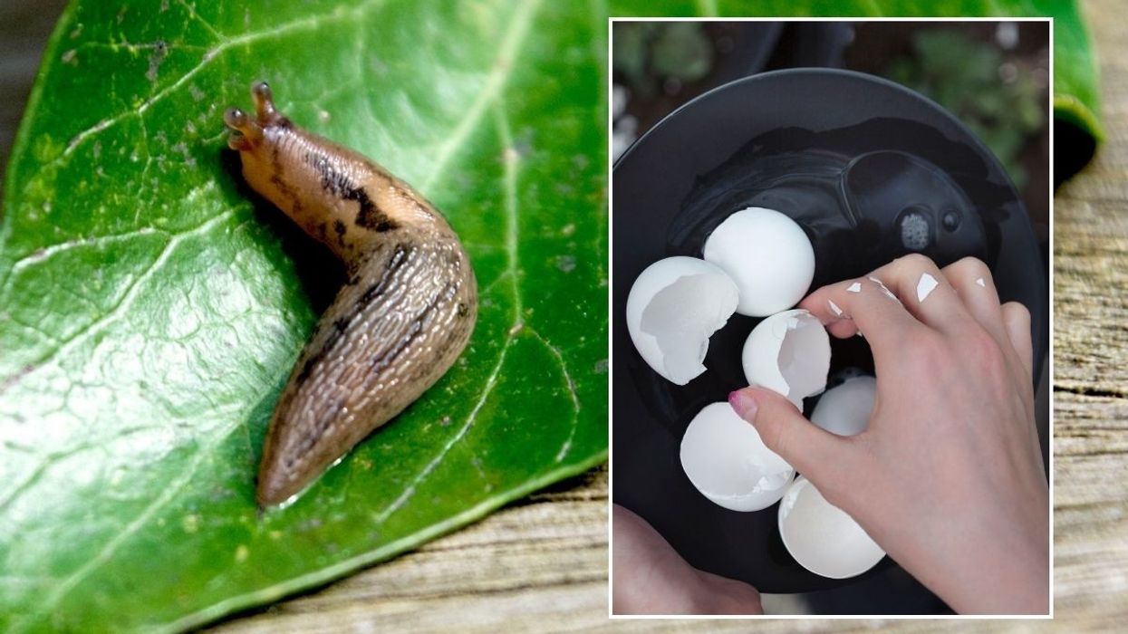 slugs and crushed egg shells