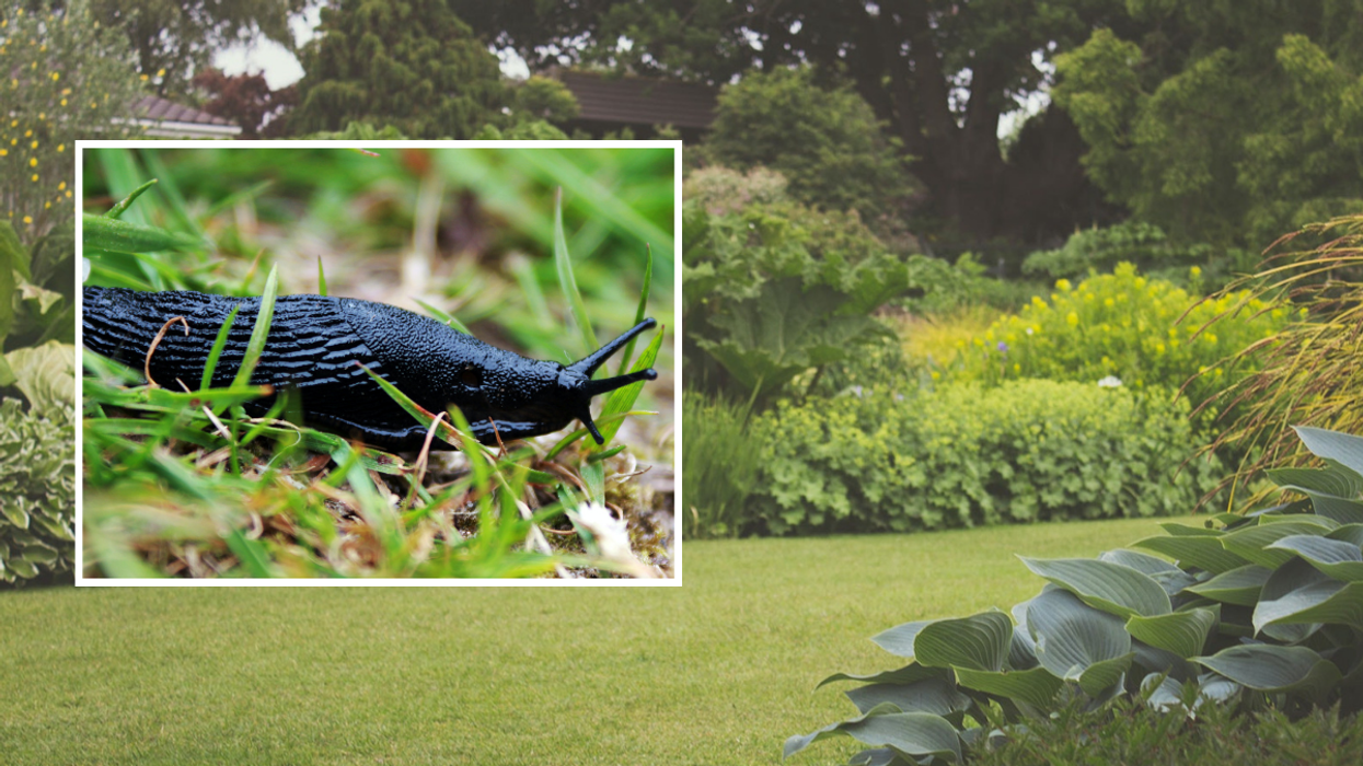 Slugs in garden