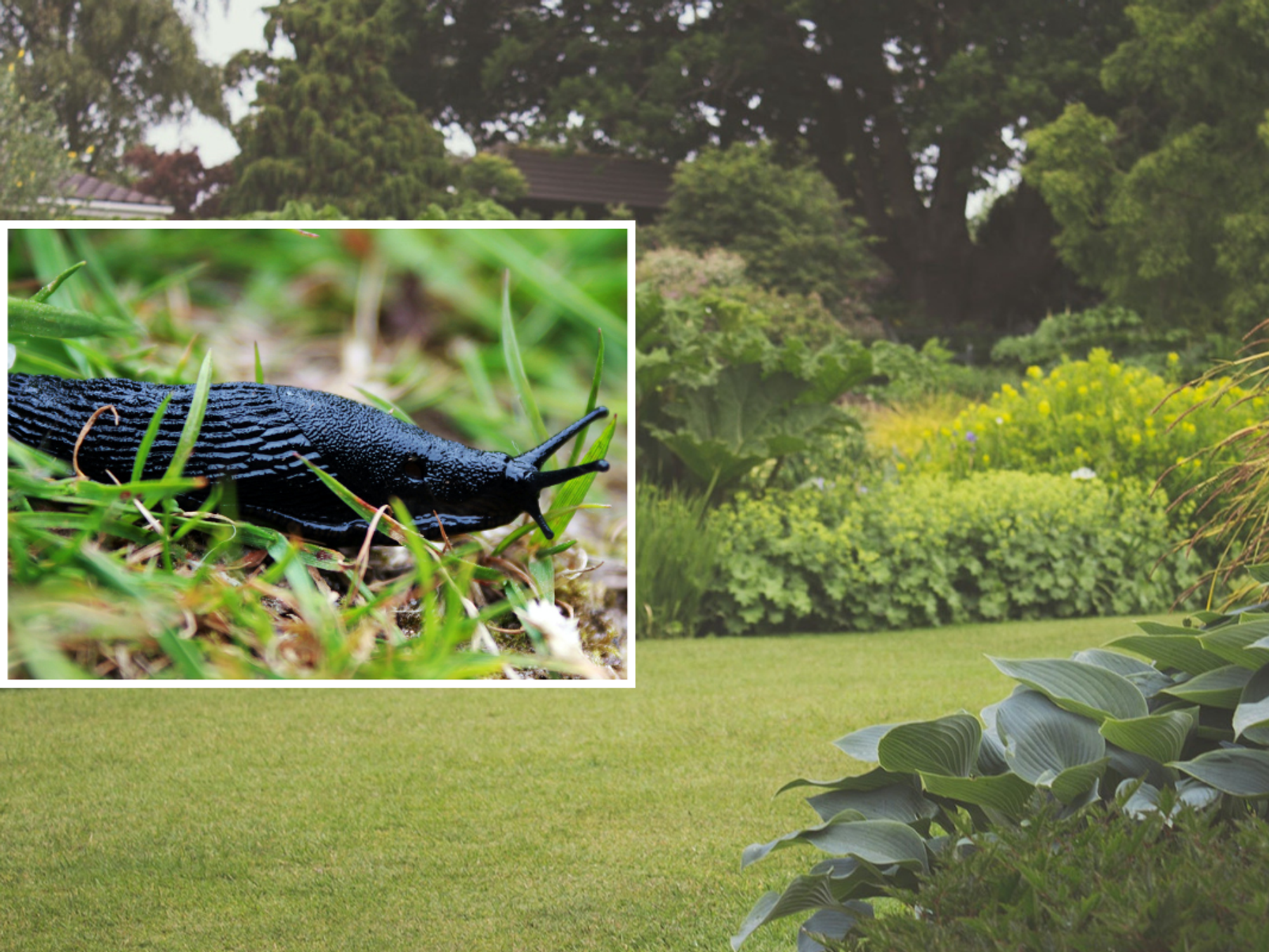 Slugs in garden