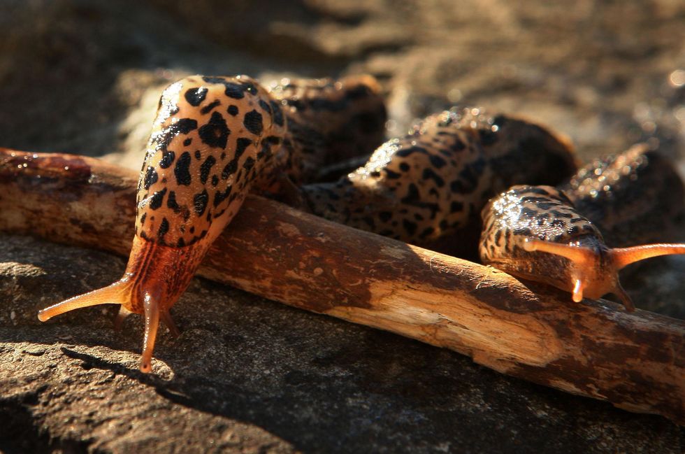 Slugs