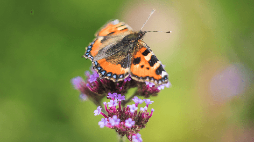 Small tortoiseshell butterfly